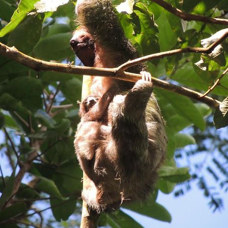 Cabanas Montanas Del Tenorio Rio Celeste المظهر الخارجي الصورة